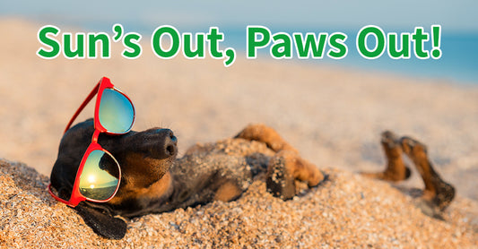 How Your Dog Can Have Fun in The Sun (Safely)!