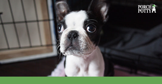 A French bulldog puppy with big eyes