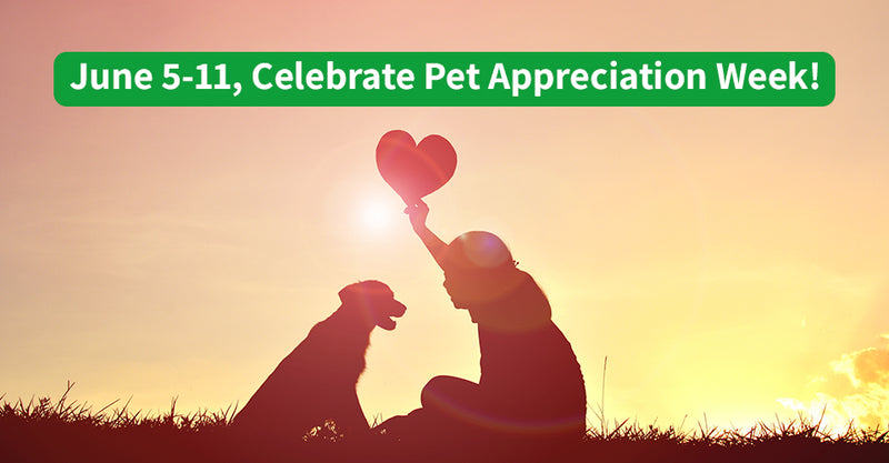 The Top 5 Benefits Of Having A Dog in Your Life
