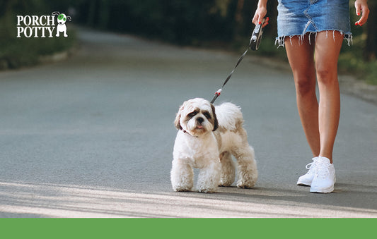 A white shih tzu is on a leash beside its owner's legs.