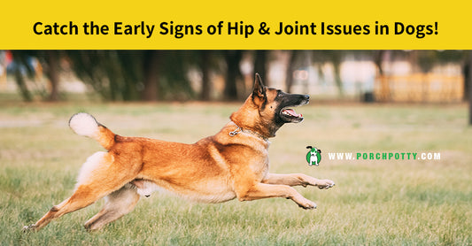 Keep Your Dog in the Game: How to Tell if Dogs Need Hip & Joint Support