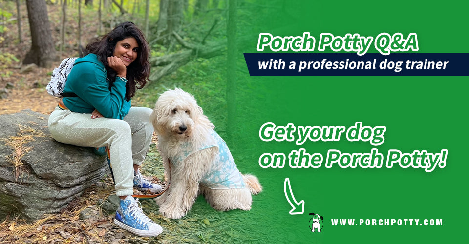 Poothy Dog Get to Know Siddhika Bhat: Porch Potty's Official Dog Trainer – Porch ...