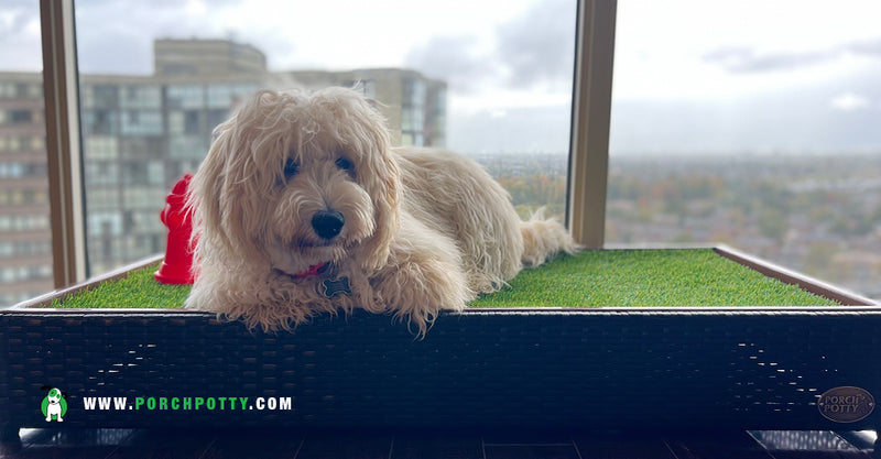 Tips to keep your Porch Potty smelling Fresh
