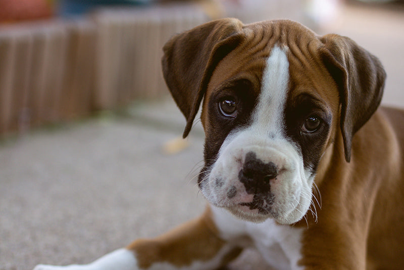 Porch Potty's Puppy Preparedness Guide