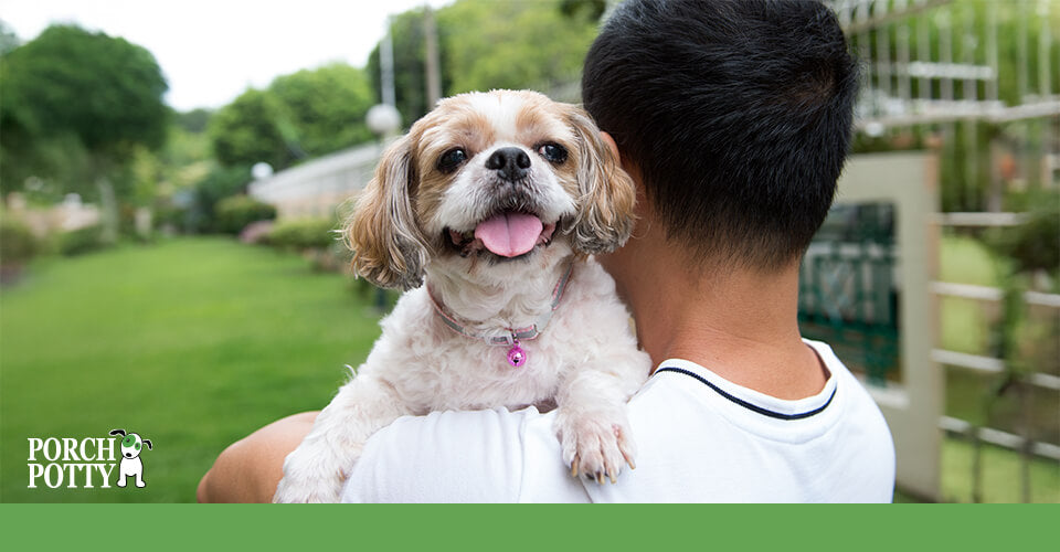 Small dog being carried outdoors, looking relaxed and content while held by their owner.