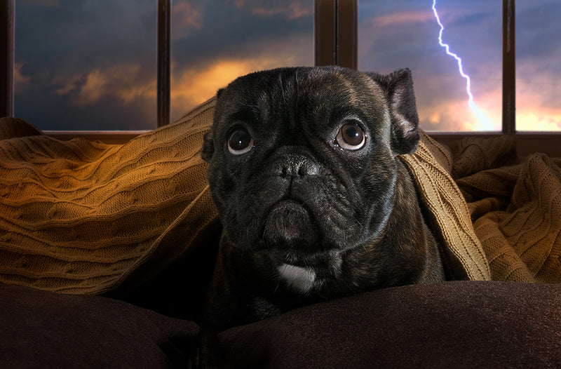 Signs of Stress in Your Dog and How Supplements Can Help