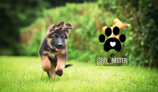 To Spay or Not to Spay (or Neuter)?