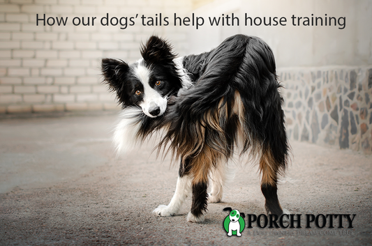 The Tail and Potty Connection: how reading your dog’s body language can help with house training