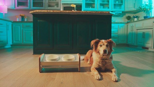 Kibble Katcher Wins European Product Design Award for Spill-Proof Features and Beautiful, Clean Design