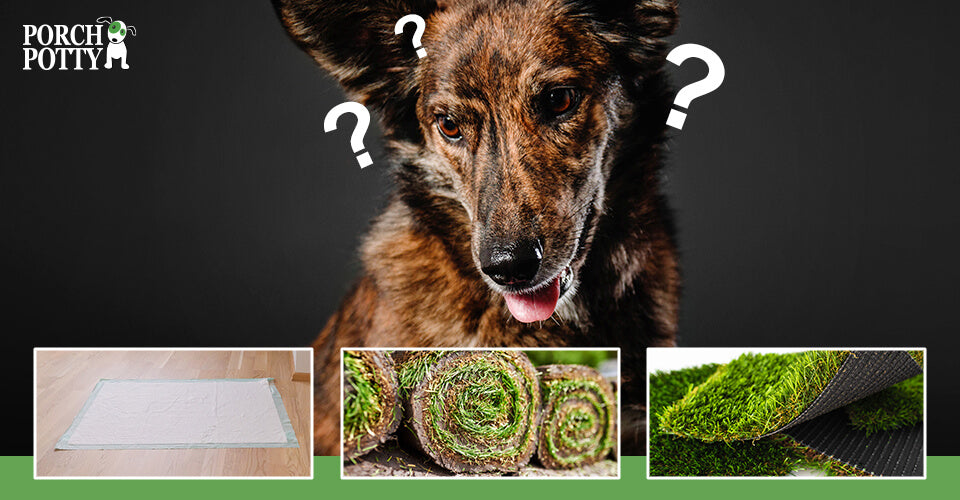 Dog looking curiously at three surface options: training pads, sod rolls, and synthetic turf.