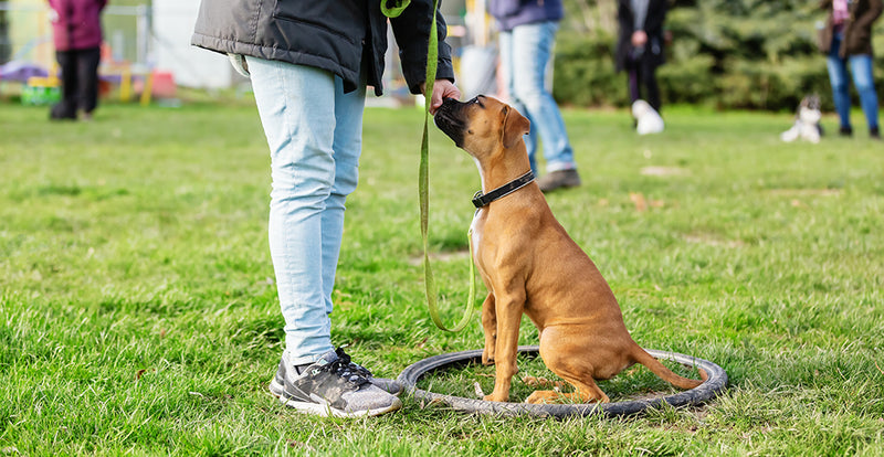 When it’s time to hire a dog trainer