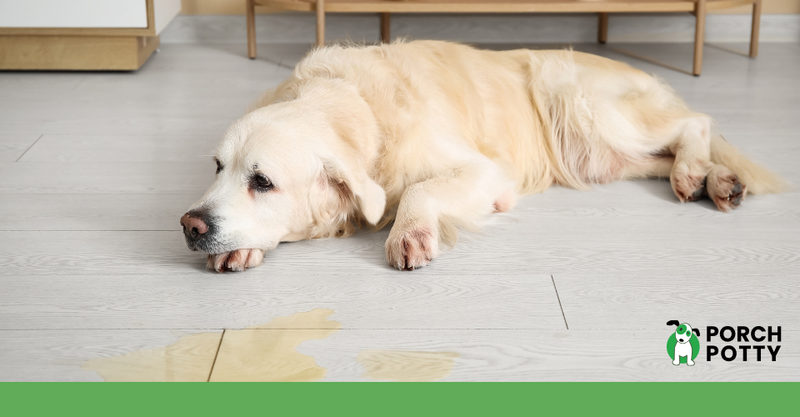 White dog lying on the floor near a small indoor pee accident.