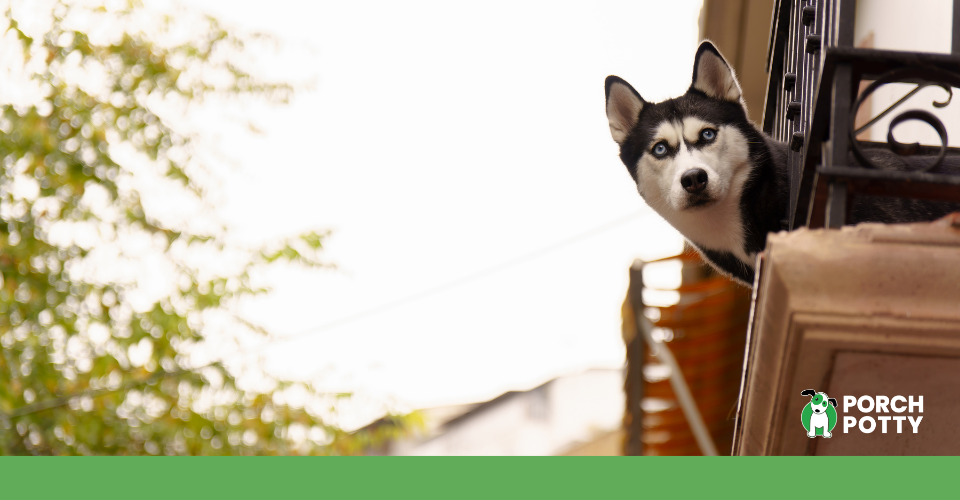 Husky looking out from an apartment balcony.
