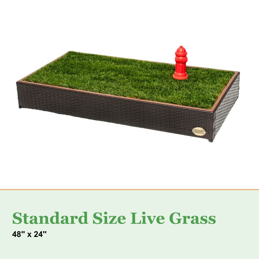 Live Grass / Live Sod