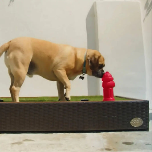 gid://shopify/MediaImage/31568113926188