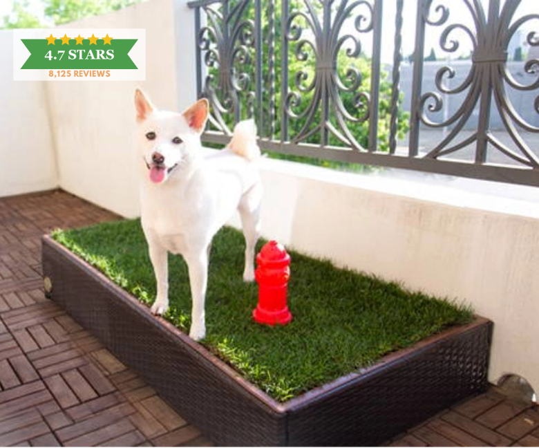 Best dog potty outlet