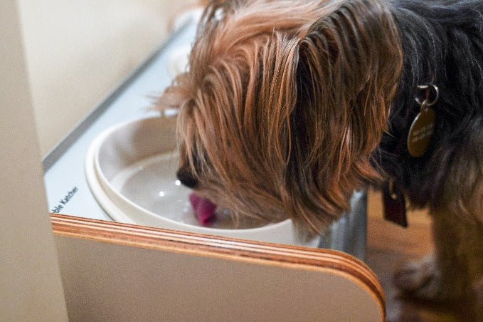 Kibble Katcher