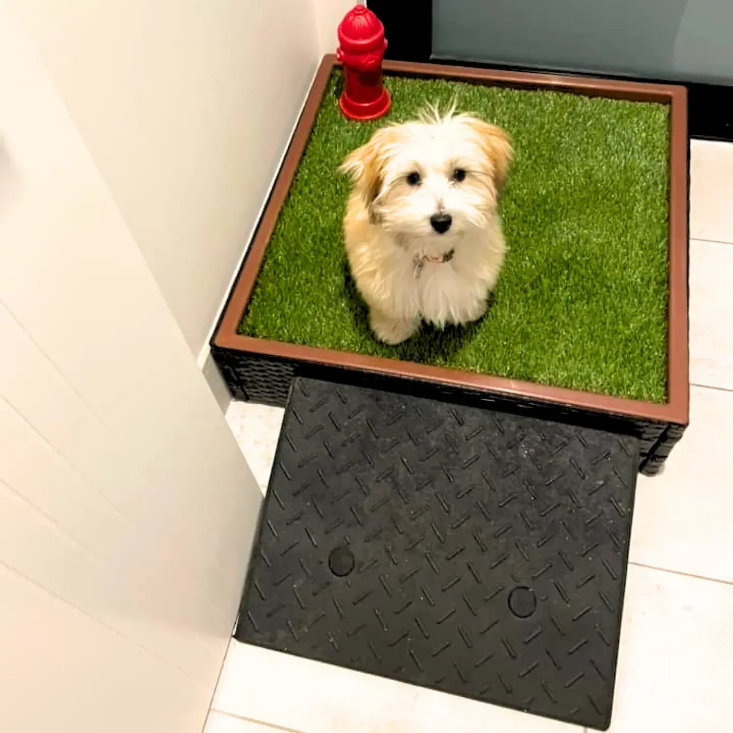 Small dog using the Ramp to step onto a Porch Potty