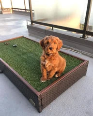 Goldendoodle puppy sitting on a Porch Potty balcony setup