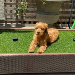 Young doodle resting on a Porch Potty outdoors