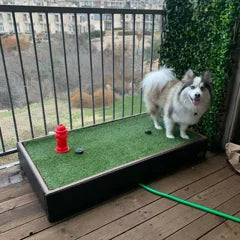 Pomsky standing on a Porch Potty on a balcony
