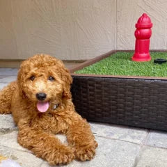 Doodle resting beside a Porch Potty on a patio
