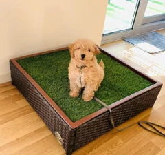 Small puppy sitting on a Porch Potty indoors