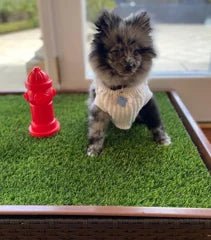 Small Pomeranian standing on a Porch Potty
