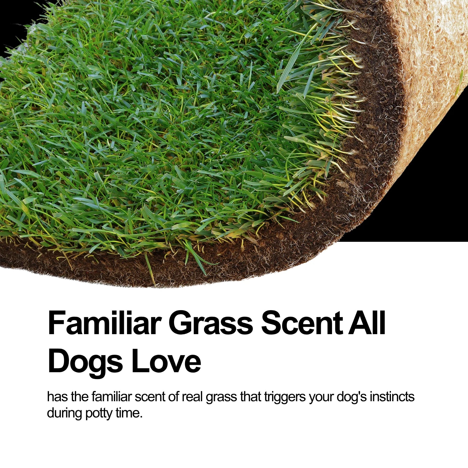 Close-up of real grass and its natural roots