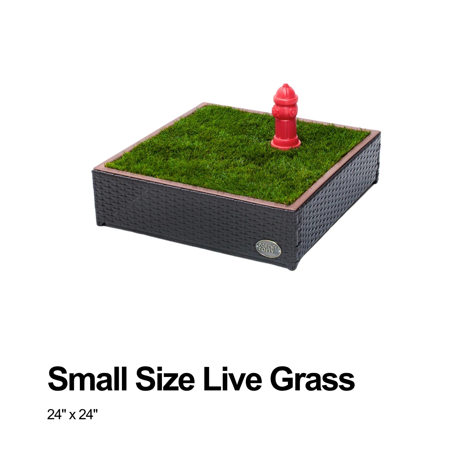 Small live grass, 24 by 24 inches