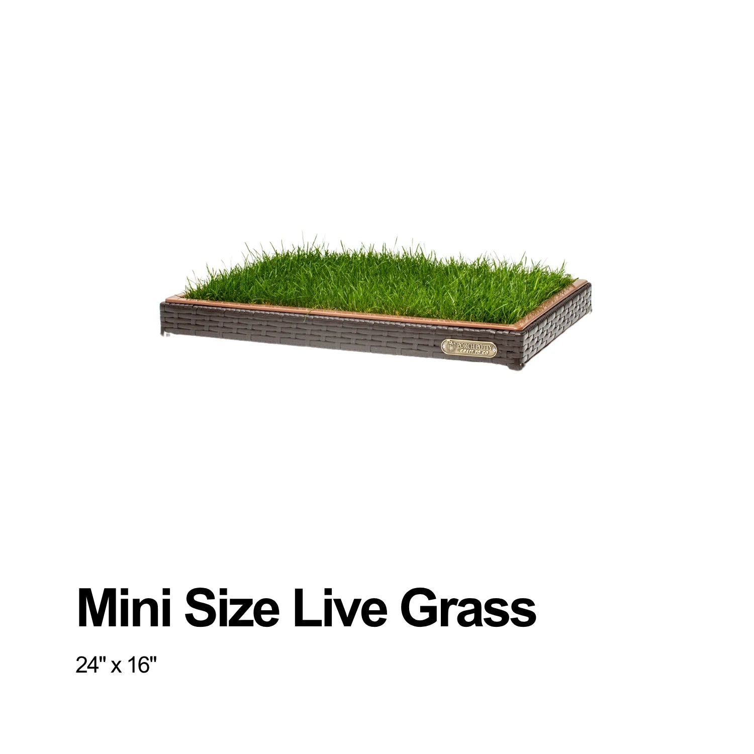 Mini live grass, 24 by 16 inches