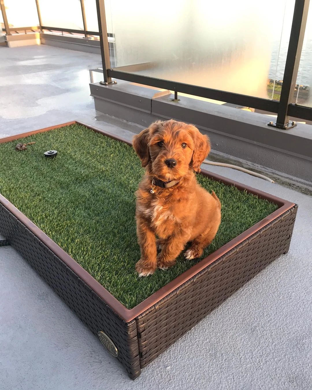 A customer’s dog beside a Porch Potty at home